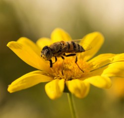 Tratamiento a reacciones alérgicas provocadas por la picaduras de insectos como las abejas, avispas...